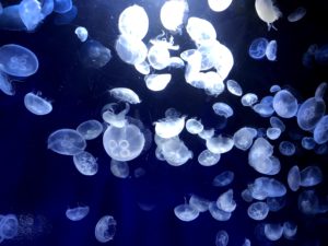 海月空間のクラゲ