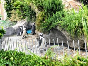 水族館屋外エリアのペンギン