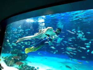 サメのいる大水槽